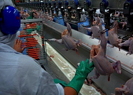 Embrapa e Mapa: frigoríficos testam novos procedimentos para abate de frangos