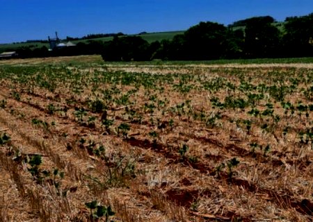 Agro tem perdas de R$ 45 bi com seca e onda de calor no Sul e Centro-Oeste