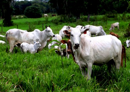 Tendência de baixa nos valores do boi gordo perde força e preços se mantêm firmes
