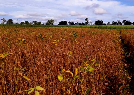 Falta de chuva provoca perda de 1 mi de toneladas de soja em MS
