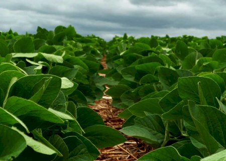 Soja é destaque com tendência de alta, mas possível redução de prêmios de portos