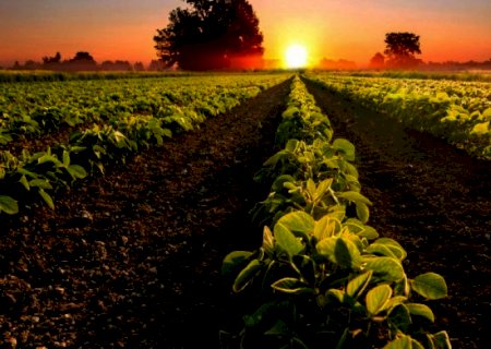 CNA: Agronegócio exporta 19,7% mais em 2021 com recorde de US$ 120,6 bi