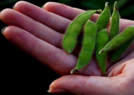 Soja puxa safra brasileira de grãos