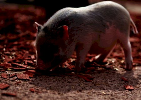 Exportação de carne cresceu 10,6% e a receita 16% em 2021