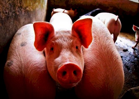 Dependência da China pode impactar suinocultura brasileira, afirma consultor