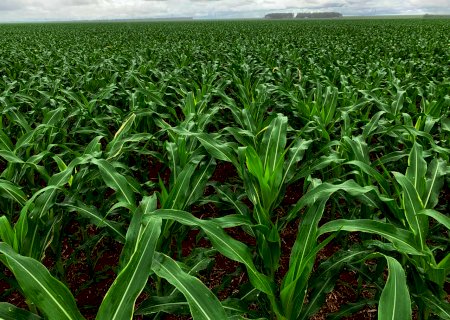 Produtores de milho do Vale do Araguaia (MT) pretendem aumentar área plantada em 40%