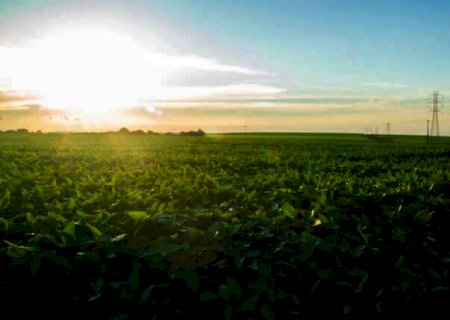 Termina dia 10 de janeiro prazo para registro da área plantada com soja em MS
