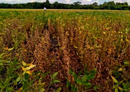 Decreto de emergência do governo ajuda o campo a reduzir prejuízos com a seca