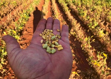 Seca atinge produção de grãos em Batayporã e mais uma safra será de prejuízos