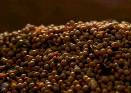 Exportações do agronegócio atingem US$ 120 bi em 2021, puxadas pela soja