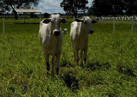 Boi: valores da arroba recuam na semana