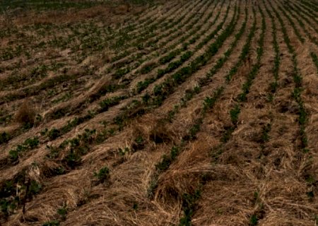 RS: Falta de chuva também prejudica produção de arroz e leite
