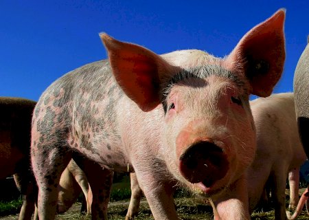 Preço do suíno recua 30% em um ano no RS; conta não está fechando para o produtor, diz associação