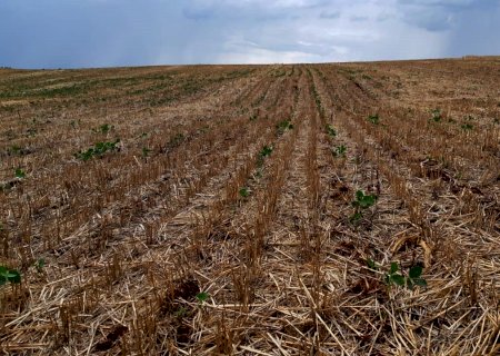 Soja: Marechal Rondon (PR) prevê baixa de 80% na produtividade