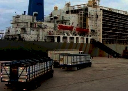 Exportação de gado vivo tem pior desempenho dos últimos anos