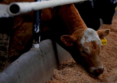 “Vaca Louca': China e Filipinas suspendem importação de carne do Canadá