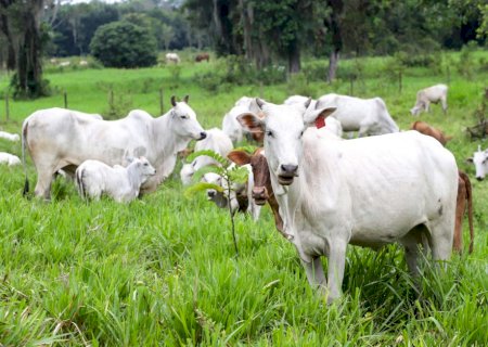 Boi: pecuarista aumenta capacidade de retenção diante das boas condições das pastagens