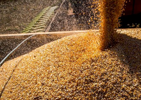 Milho: saiba o que esperar do mercado na semana; abastecimento ainda é incerto
