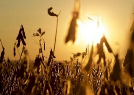 Paraná vive pior crise, e produtividade da soja é a menor em 30 anos