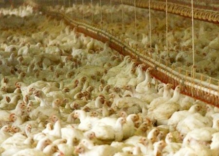 Semagro avalia incentivar projeto para incentivar avicultura