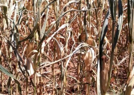 Estiagem em SC: prejuízo na agricultura é superior a R$ 3,7 bilhões
