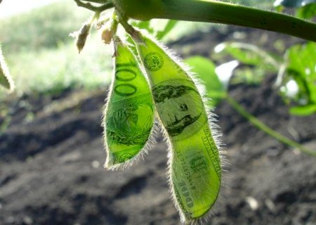 Preços da soja sobem no Brasil com Chicago e dólar em alta