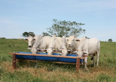 Mais lida: Zootecnista destaca aditivos para turbinar engorda do boi capão a pasto