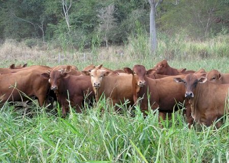 Programa de recuperação de pastagens gerou ganho de R$ 17 bi para a economia