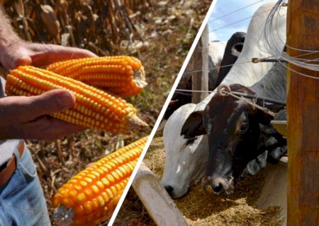 Você viu? Especialista projeta cenário dos preços das commodities e demanda por carne em 2022