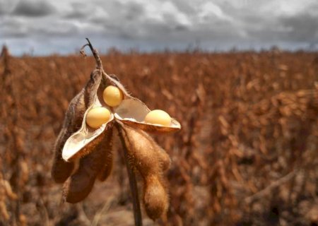 USDA reduz previsões de safra de soja do Brasil e da Argentina