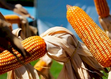 Conab atualiza custos de produção das culturas de grãos
