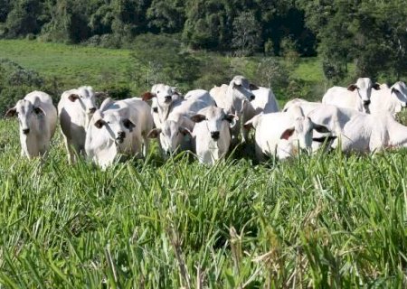Abate de bovinos recua 8,2% e de aves 1,2% no 4º trimestre de 2021