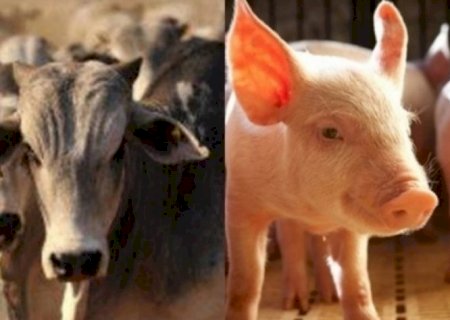 Abate de bovinos e de frango cai no 4º trimestre; de suínos sobe