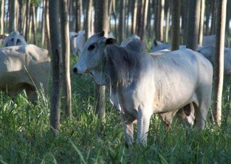 Ágio para boi padrão China chega a R$ 20 por arroba