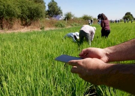 Arroz inteligente: variedade economiza até 50% de água no plantio
