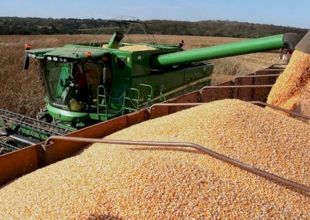 Lei da Venda de Milho em Balcão beneficia produtores sem declaração de aptidão
