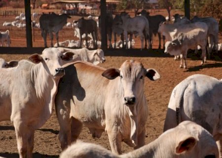 Sombra em confinamento gera bem-estar animal e diminui consumo de água