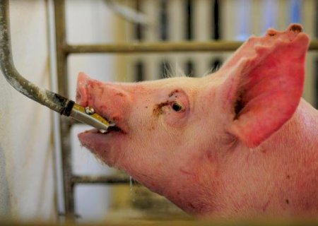 Crise da suinocultura é agravada por cenário mundial, diz ABCS