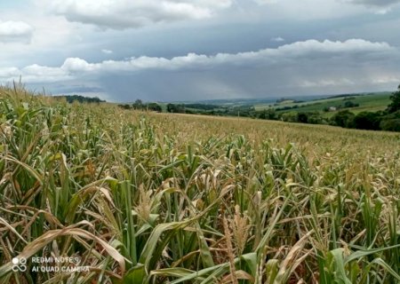 Pesquisa da Embrapa demonstra melhora de produtividade para plantio em até 30%