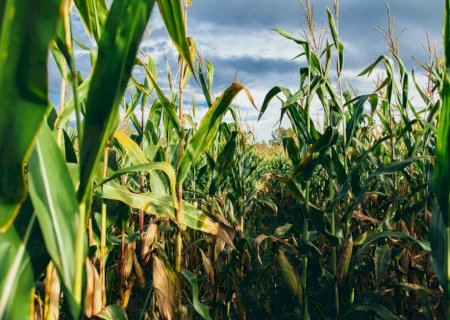 Milho: baixa umidade do solo se mantém em parte da zona do milho 2ª safra, diz EarthDaily Agro