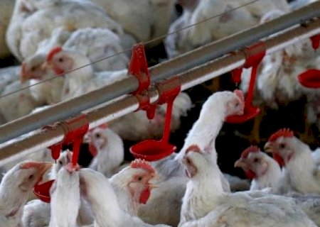 Frango: Exportação em fevereiro atinge 374,5 mil t, + 7,4% ante fev./21