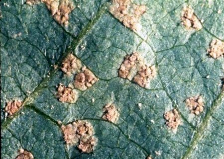 Alerta Ferrugem diminui custos de produçao da soja