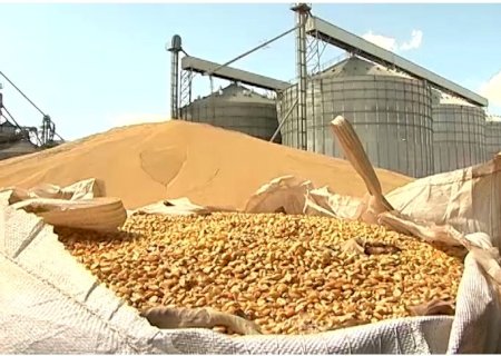 Limpeza no silo antes da colheita ajuda na conservação da soja
