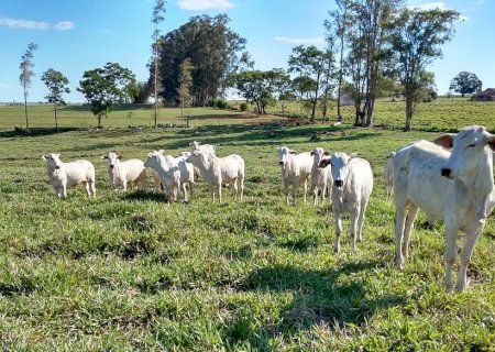 Integração lavoura-pecuária eleva produtividade do gado e viabiliza soja em solos arenosos