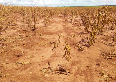 Produtividade da soja no Paraná deve ter baixa de 41,8%, aponta Deral
