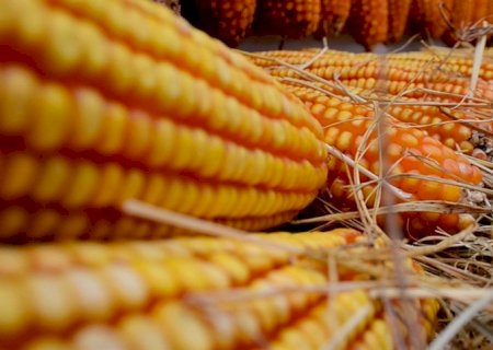 Produçao global de milho deve ser maior do que o esperado