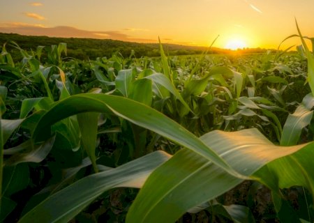 Brasil tem potencial para exportar tonelagem recorde de milho em 2022