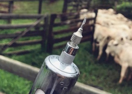 Alerta: Vacinação contra febre aftosa será invertida