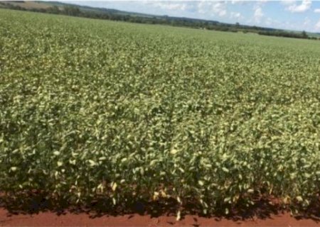 Maioria dos municípios do MS enfrentaram seca grave, extrema ou excepcional em fevereiro