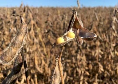 Ipea reduz previsão de PIB agropecuário brasileiro para 1% em 2022